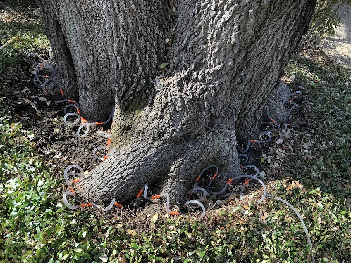 Detailed Tree Cabling and Bracing job site in Galena